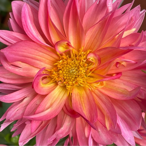 Meet your Posher, Tascha - Picture 1 of 1